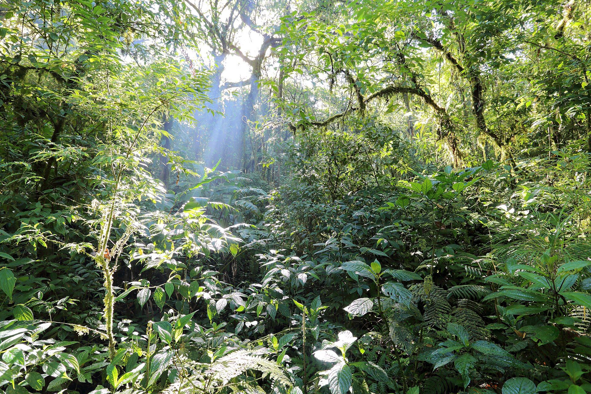 Monteverde